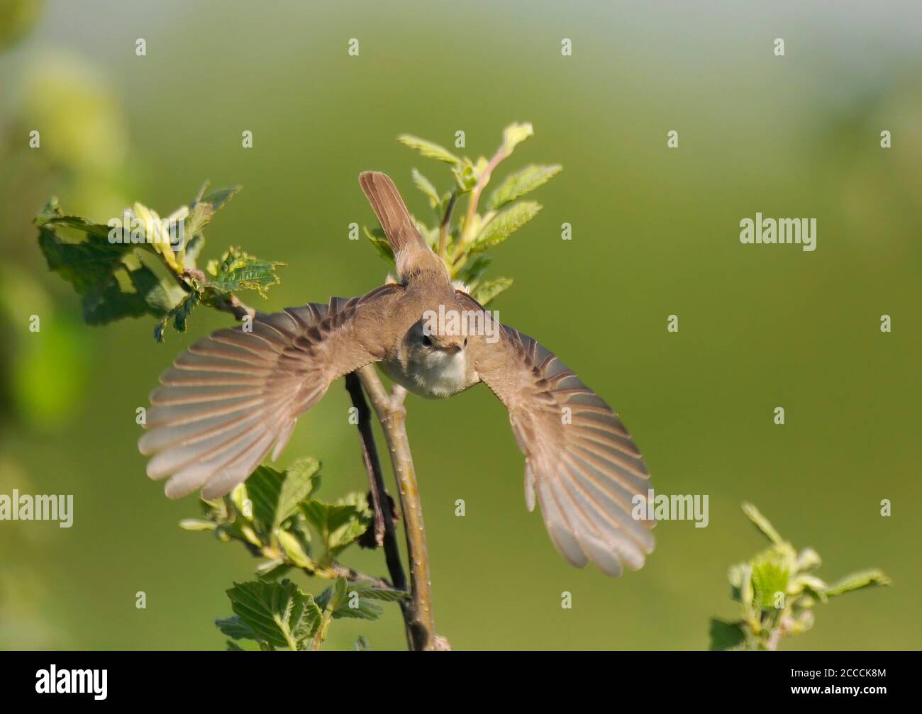Booted Warbler (Iduna caligata) taking off from a bush in Finland ...