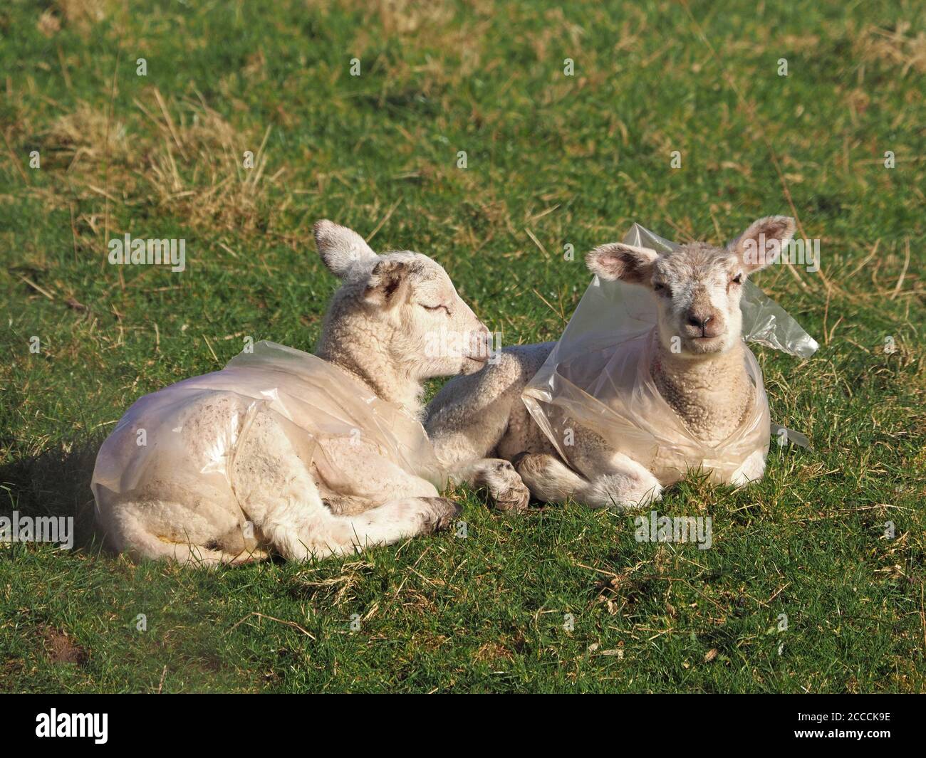 Plastic lamb jackets hires stock photography and images Alamy
