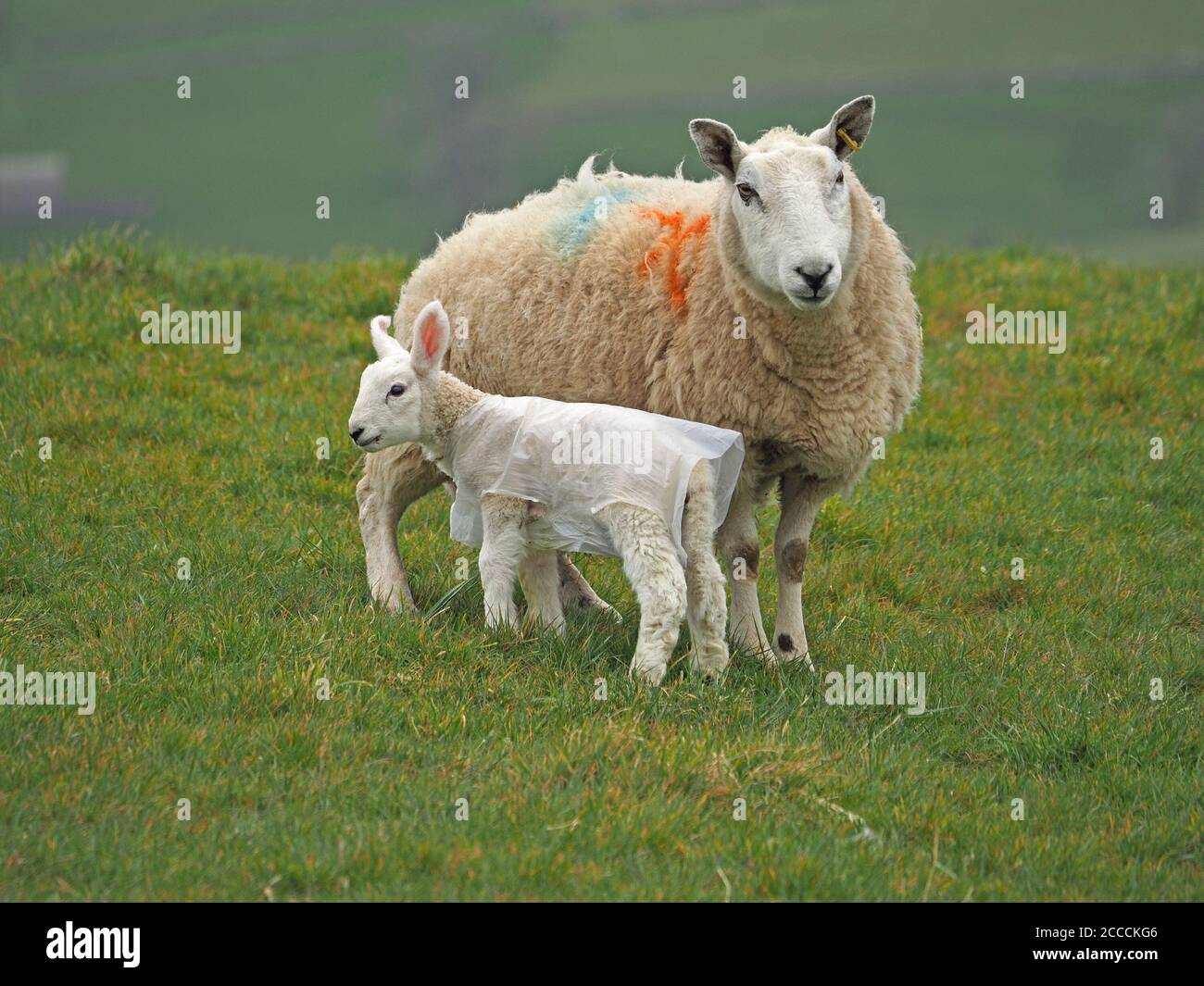 newborn lamb in plastic warming jacket with dye marked mother ewe