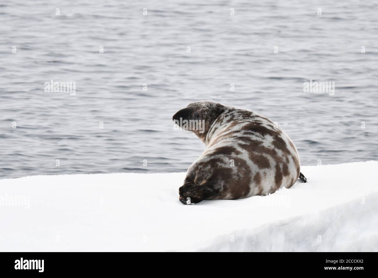 Hooded Seal (Cystophora cristata) Lying on drifting pack ice north of Jan Mayen in northern Atlantic ocean. Seen from the back, looking over its shoul Stock Photo