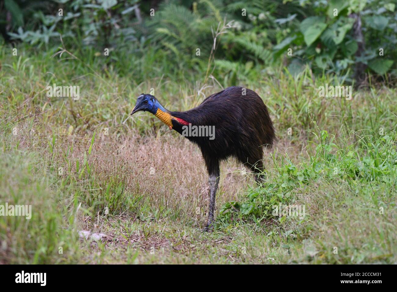 Northern Cassowary (Casuarius unappendiculatus) at Malagufuk in West-Papua. Also known as Golden-necked Cassowary and known from coastal swamp and low Stock Photo