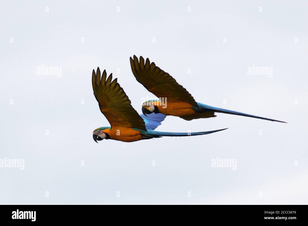 Pair of Blue-and-yellow Macaws (Ara ararauna), also known as the blue-and-gold macaw, flying over the forest nea Amazon Manu Lodge, Manu national park Stock Photo