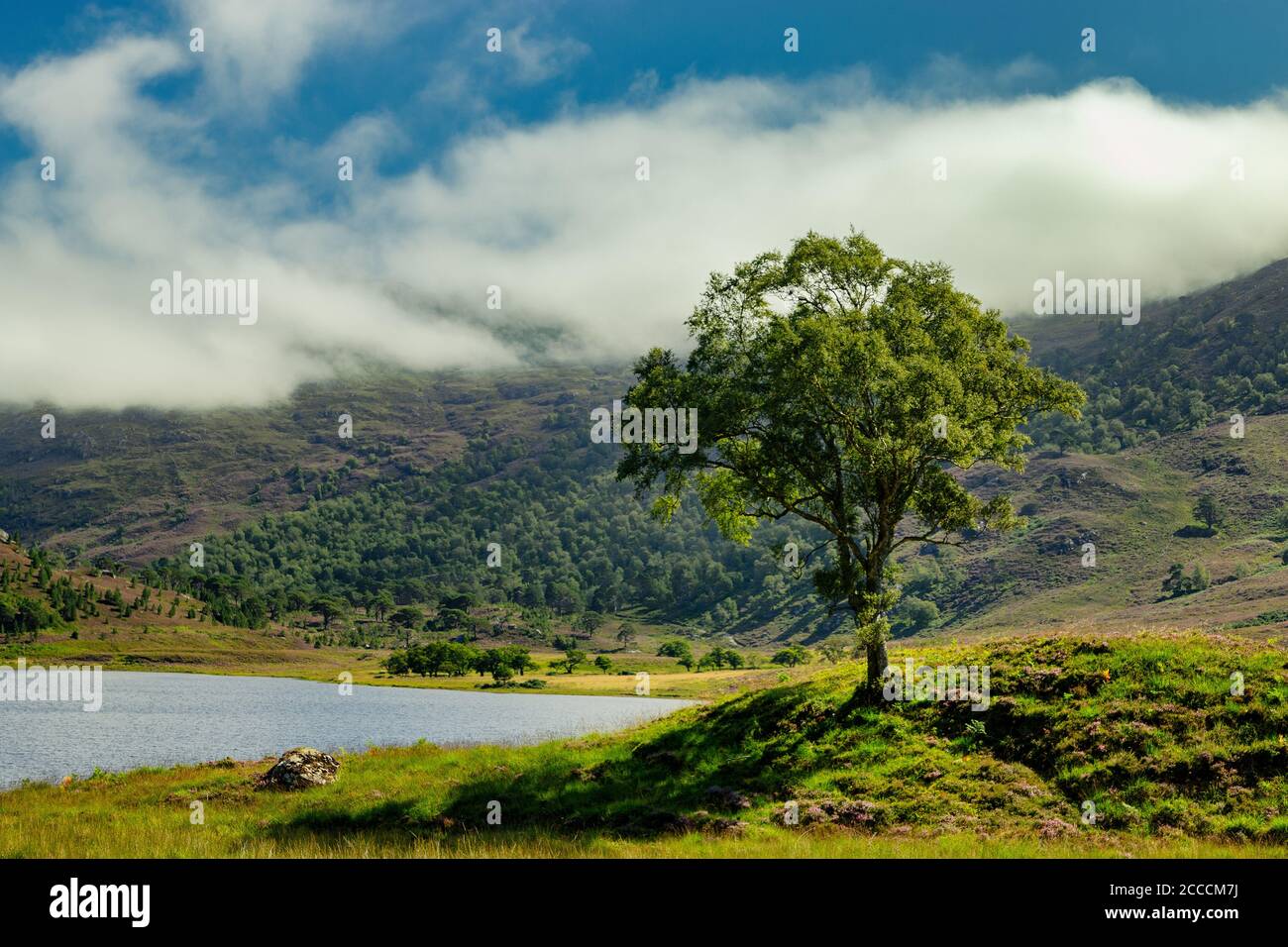 Lone tree in a Highland Glen Stock Photo