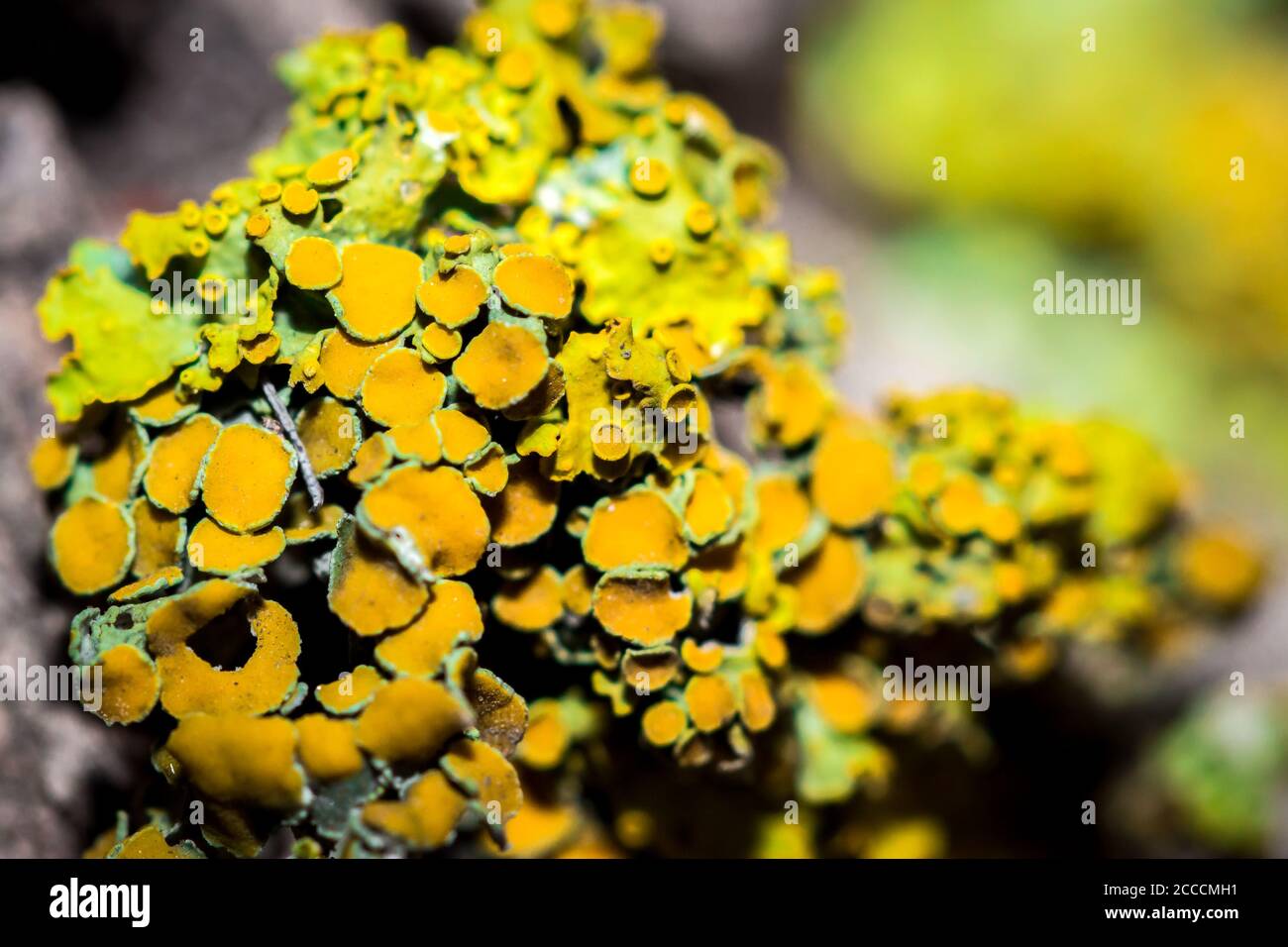 Green moss plant growing on a wet rock (Bryophyta), Cape Town, South