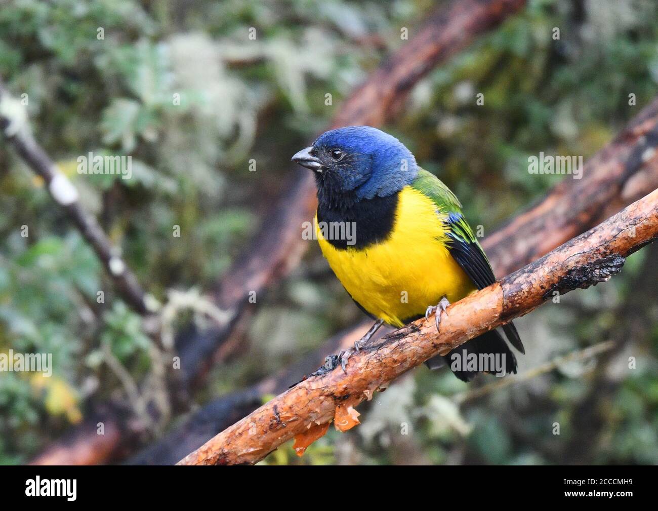 Black-chested Mountain-Tanager (Cnemathraupis eximia) perched on a branch in a montane forest on the west andean slope of Ecuador. Stock Photo
