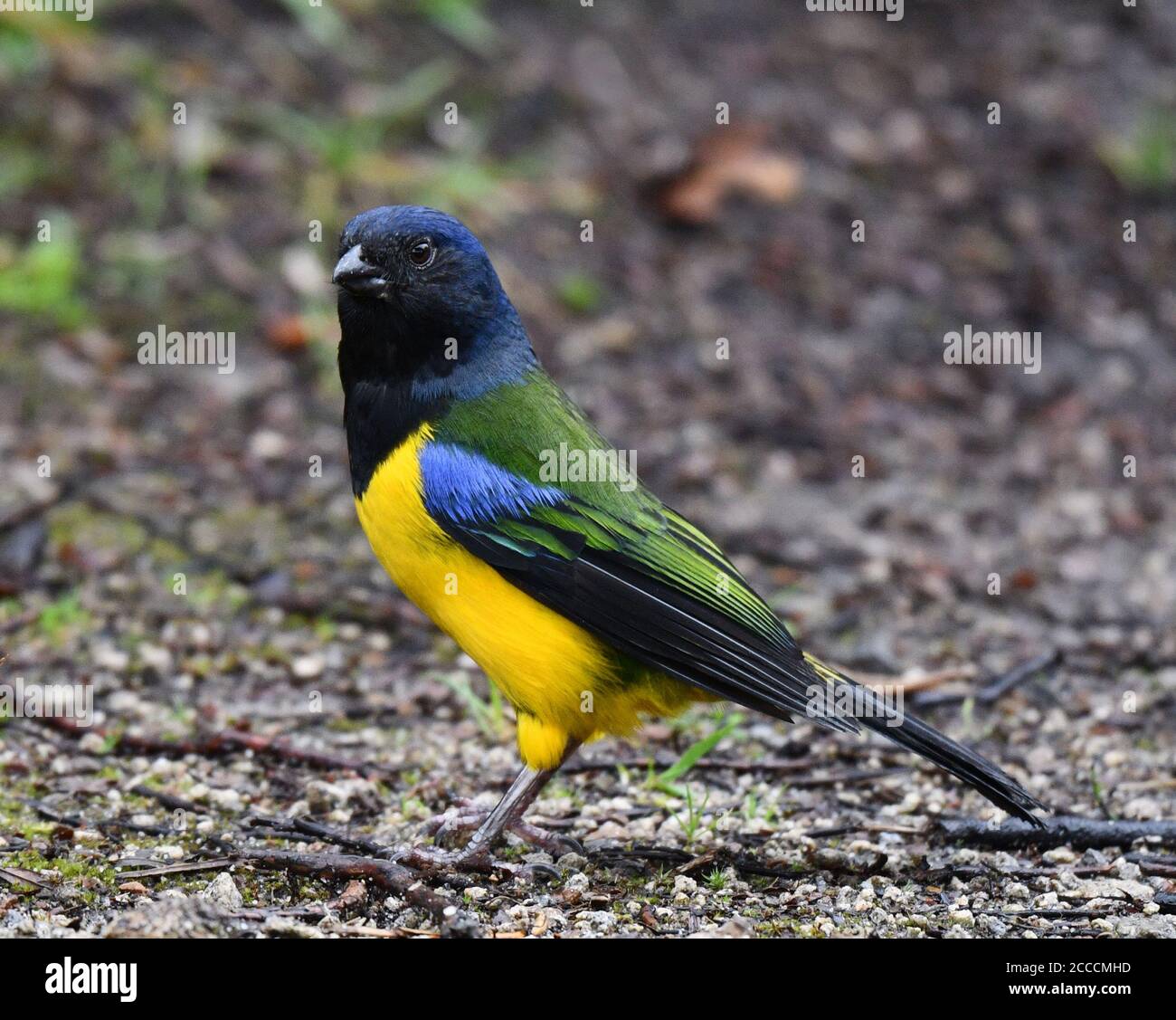 Black-chested Mountain-Tanager (Cnemathraupis eximia) standing on the ground in a montane forest on the west andean slope of Ecuador. Stock Photo