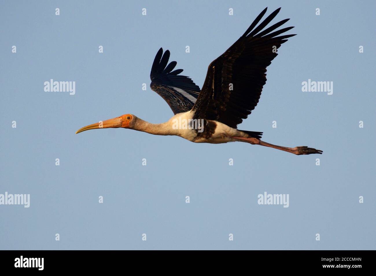 Painted Stork (Mycteria leucocephala) in flight over at Gujarat, India. Flying past. Stock Photo