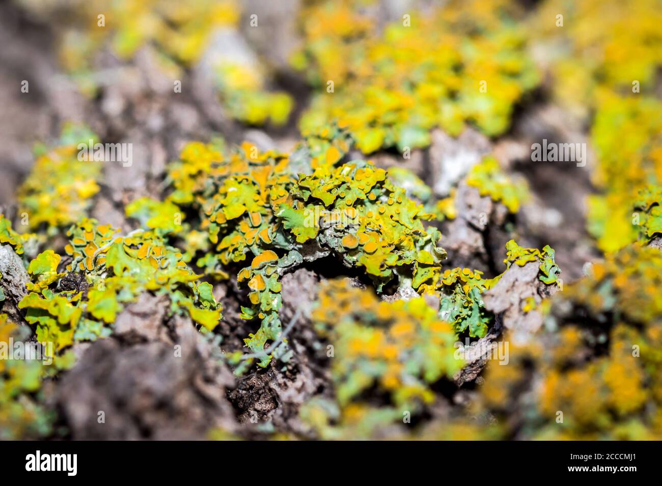 Green moss plant growing on a wet rock (Bryophyta), Cape Town, South