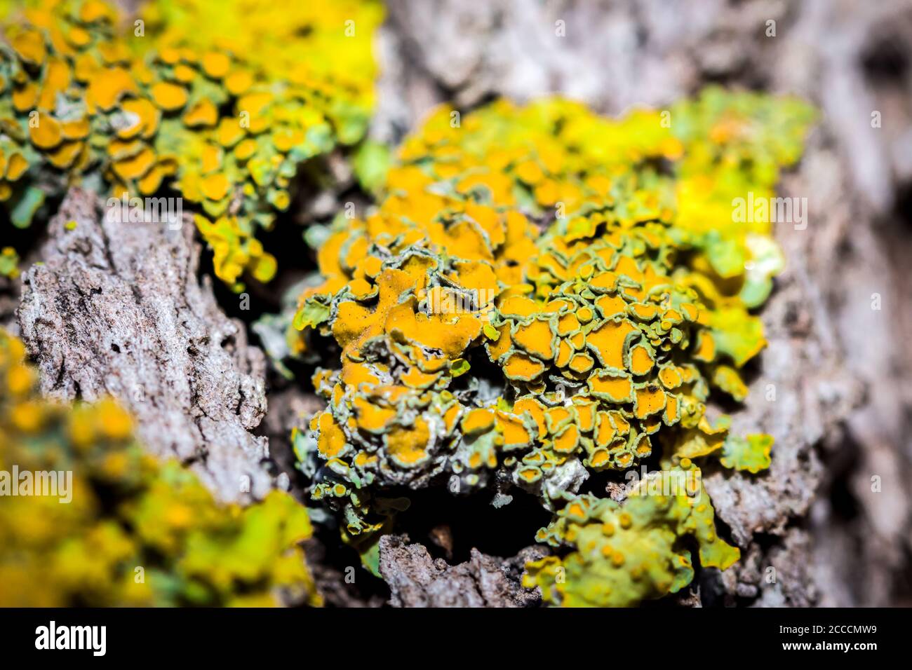 Green moss plant growing on a wet rock (Bryophyta), Cape Town, South