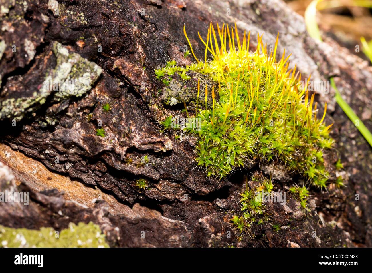 Green moss plant growing on a wet rock (Bryophyta), Cape Town, South