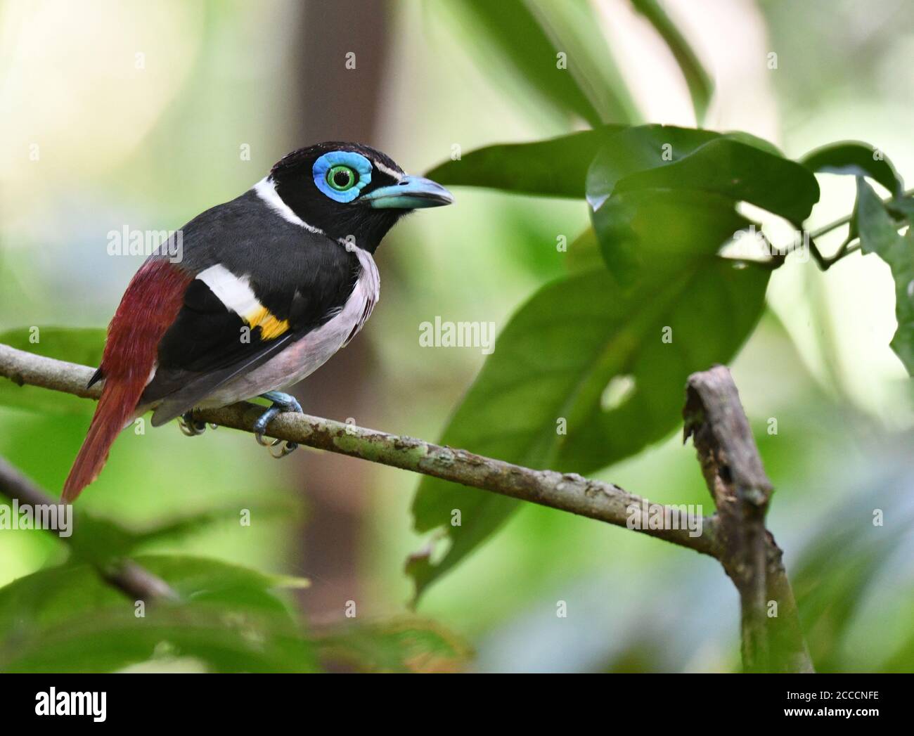 Mindanao Wattled Broadbill (Sarcophanops steerii) in the Philippines. It is endemic to the islands of Mindanao, Basilan, Dinagat and Siargao in the Ph Stock Photo