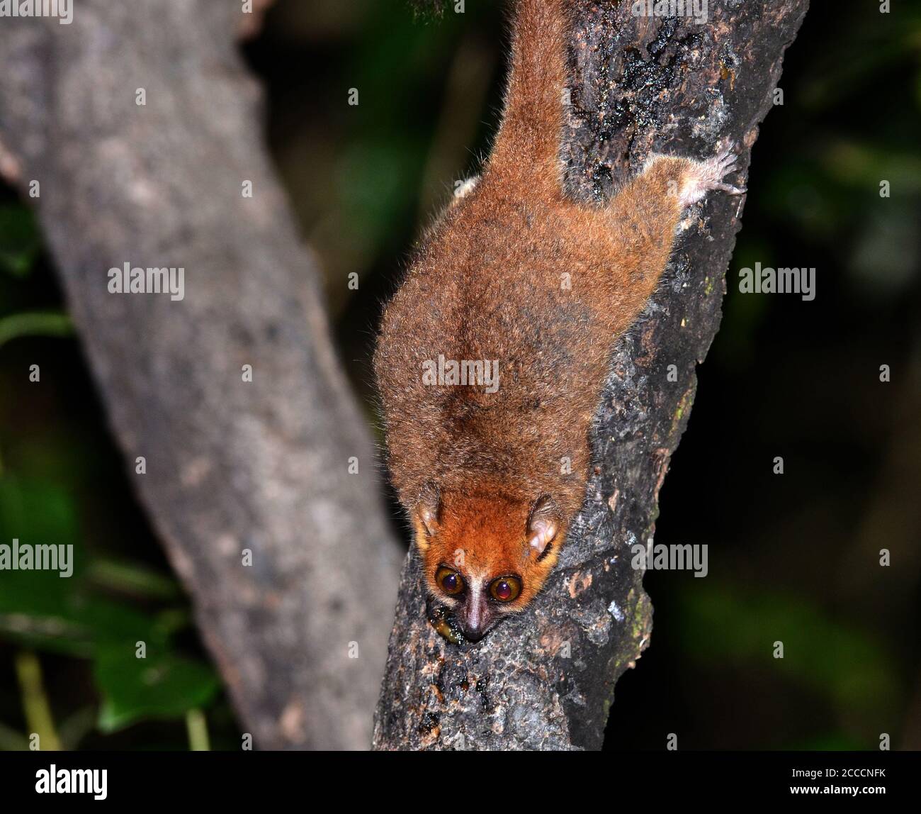 Brown Mouse Lemur (Microcebus rufus) at night in Ranomafana rainforest ...