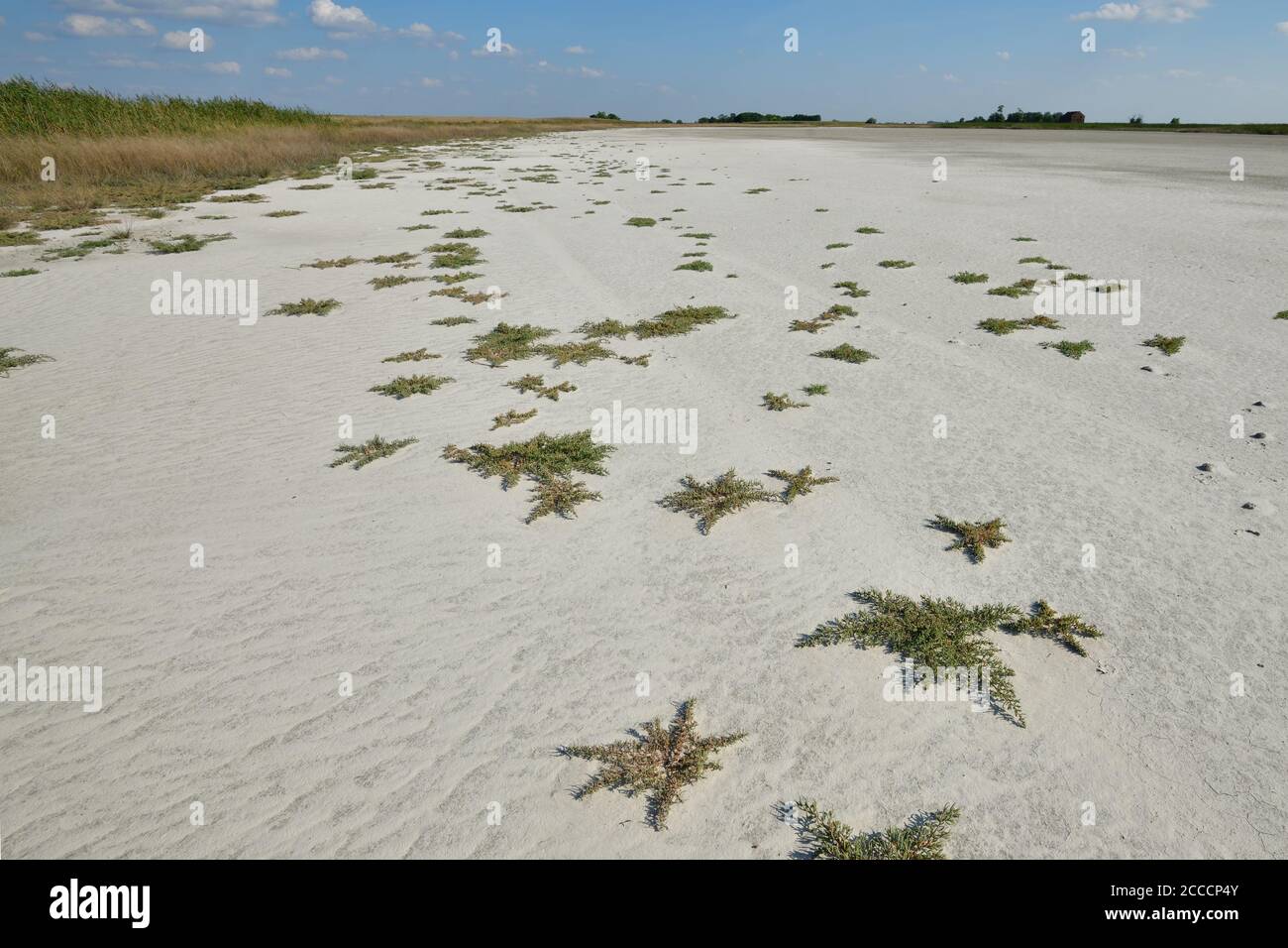 Dried-up salty lake with Suaeda pannonica growing in the lake bed Stock Photo