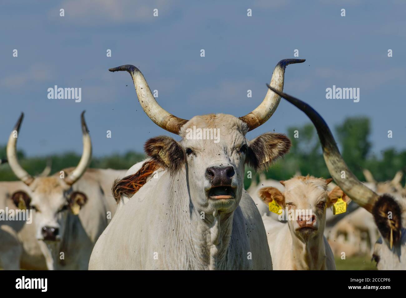 Hungarian steppe cattle hi-res stock photography and images - Alamy