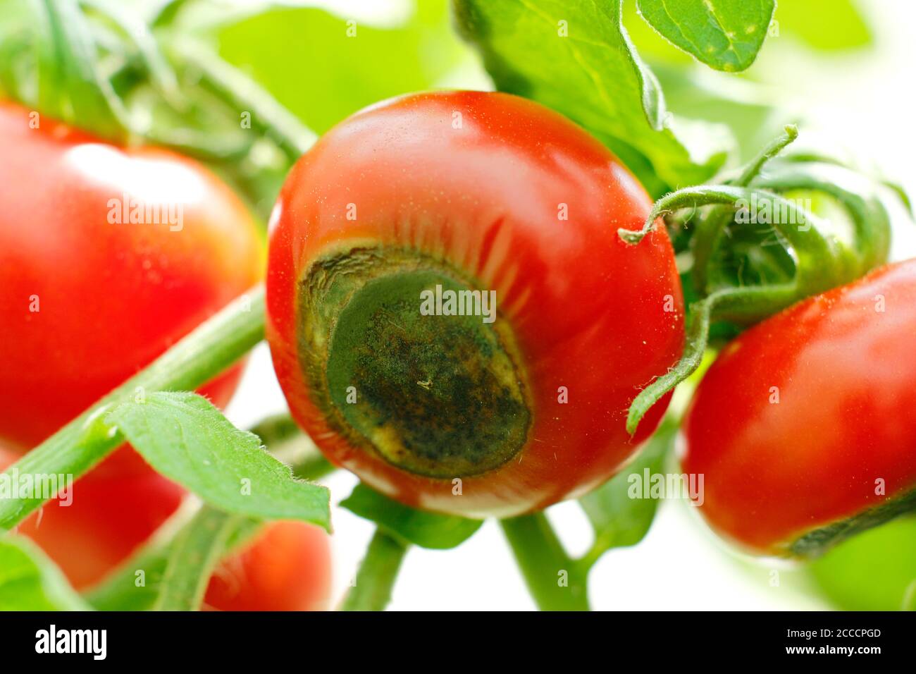 Blossom end rot hires stock photography and images Alamy