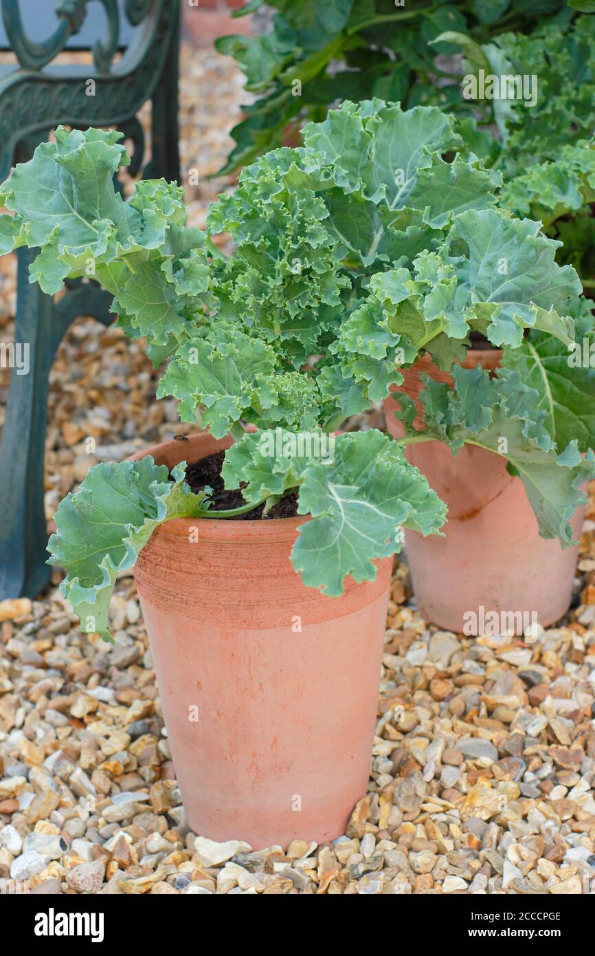 Growing kale containers hires stock photography and images Alamy
