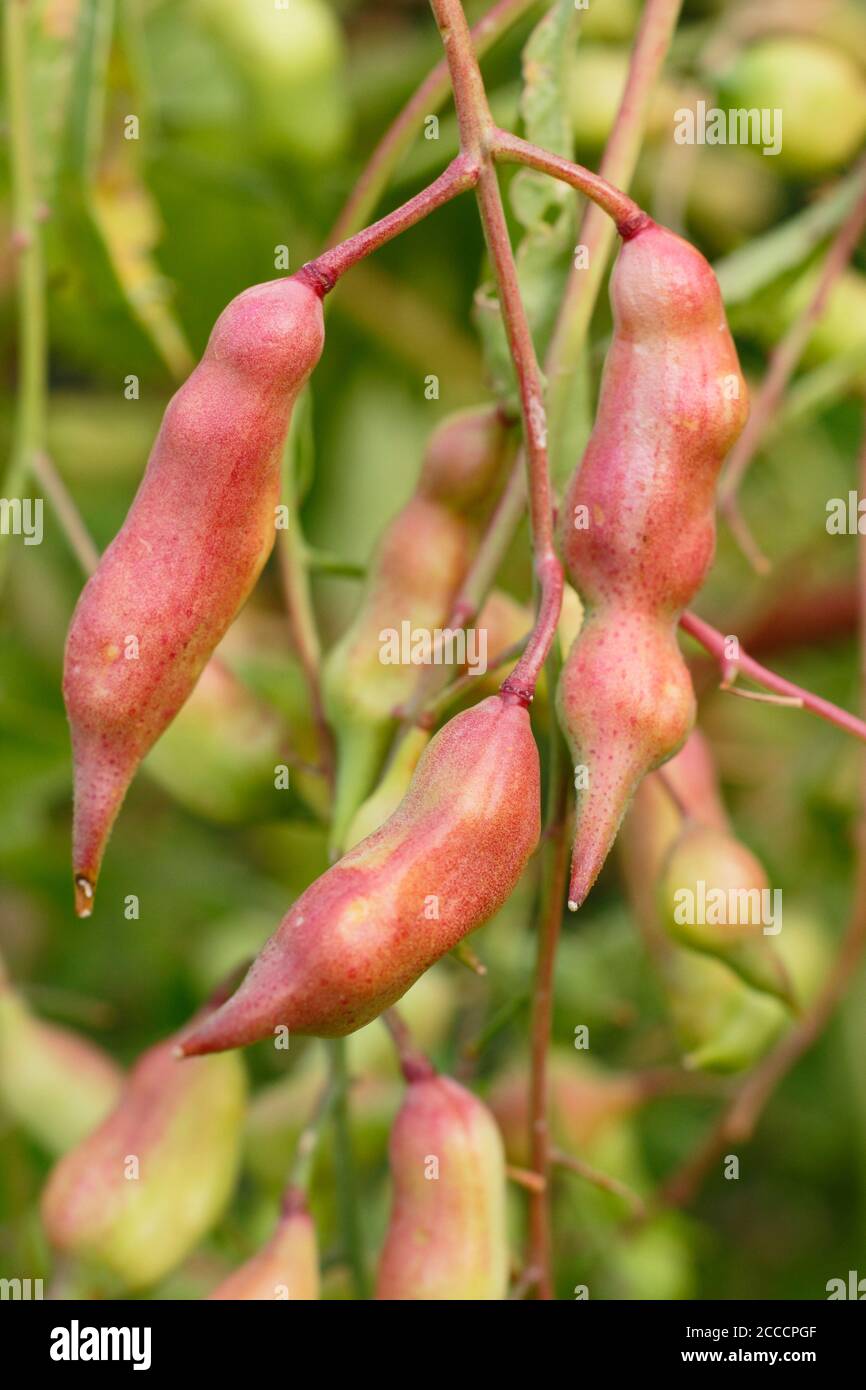 Raphanus sativus 'French Breakfast'. Radish seed pods displaying characteristic pink hues consequent to letting a plant go to seed. UK Stock Photo
