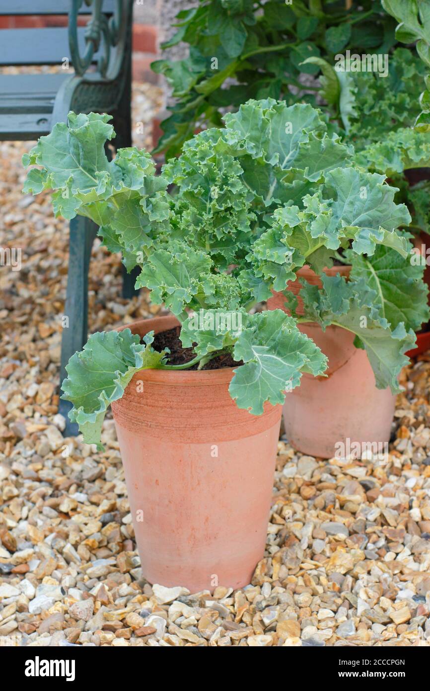 Brassica oleracea 'Dwarf Green Curled'. Growing kale plants in pots in