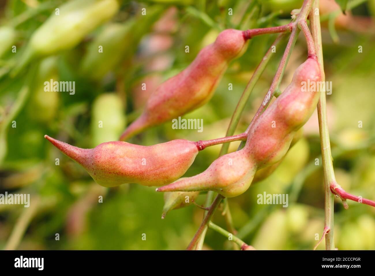Raphanus sativus 'French Breakfast'. Radish seed pods displaying characteristic pink hues consequent to letting a plant go to seed. UK Stock Photo