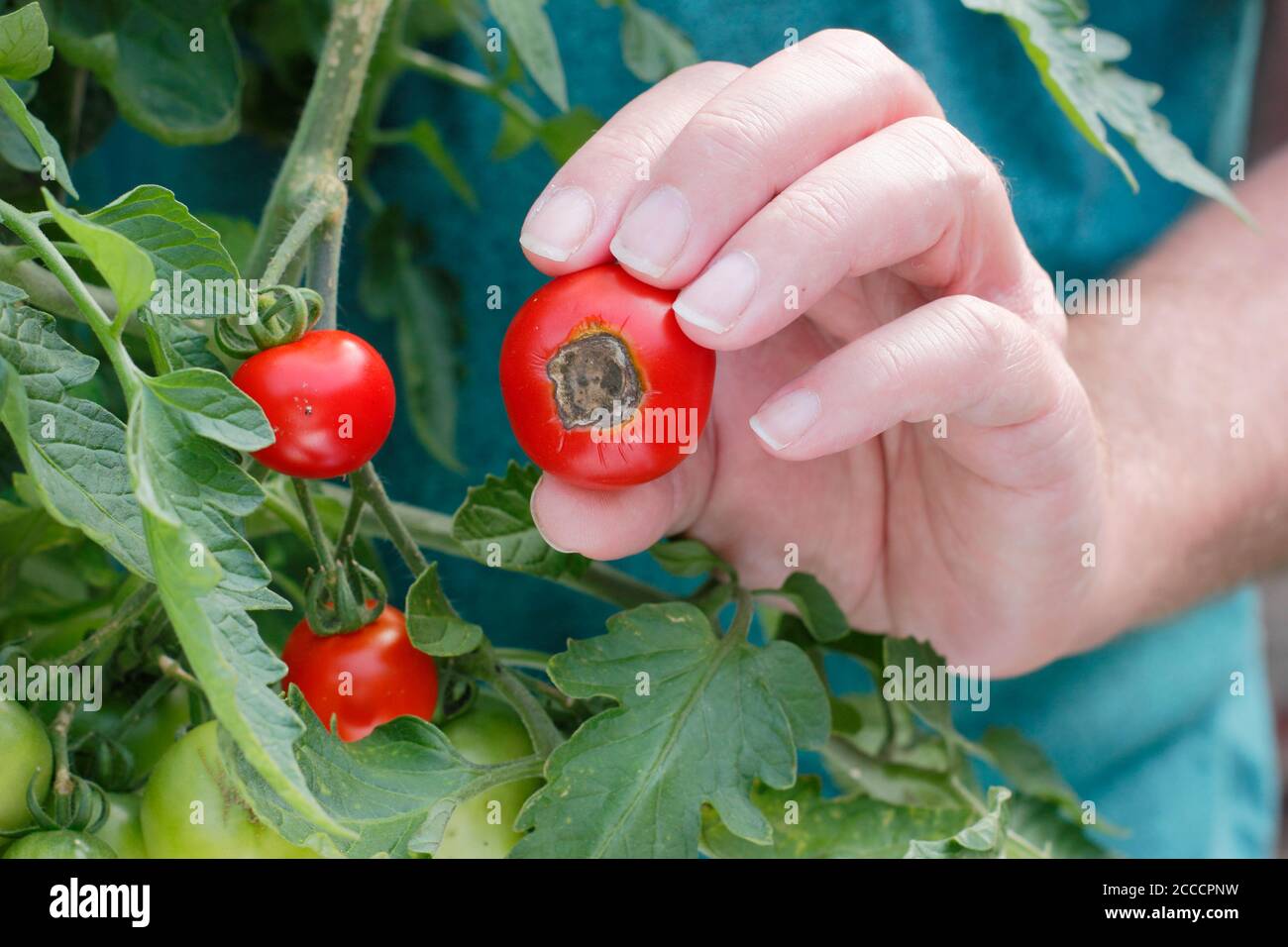 Solanum lycopersicum 'Alicante'.  Home grown tomatoes afflicted by blossom end rot caused by lack of calcium and associated watering issues. Stock Photo
