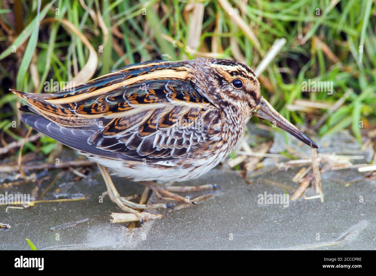 Wintering Jack Snipe (Lymnocryptes minimus) standing on ice in a frozen river in the Netherlands. Stock Photo