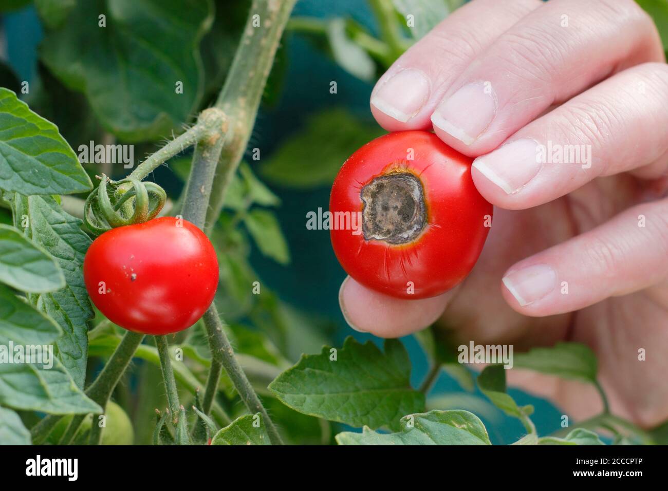 Solanum lycopersicum 'Alicante'. Home grown tomatoes afflicted by