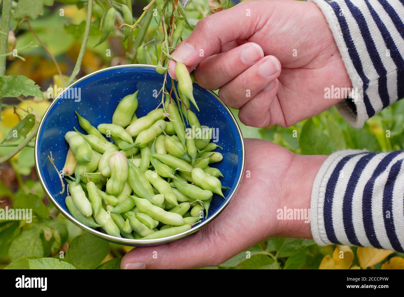 Raphanus sativus. Man picking radish seed pods consequent to letting the plant go to seed. UK Stock Photo