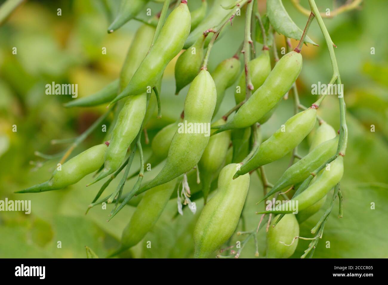Raphanus sativus. Man picking radish seed pods consequent to letting the plant  go to seed. UK Stock Photo - Alamy
