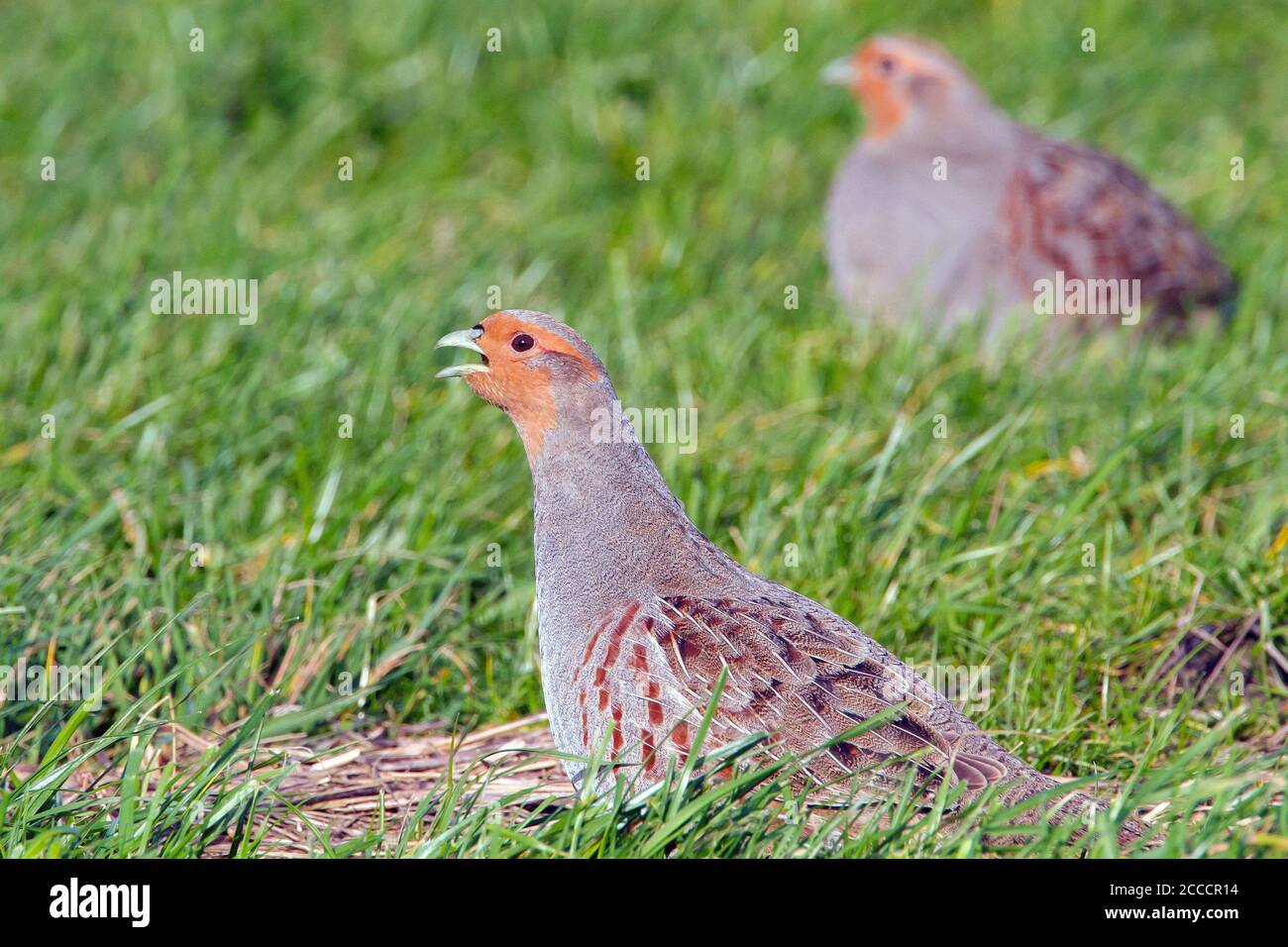 Grey Partridge (Perdix perdix) calling from Dutch meadow with his female in the background. Stock Photo