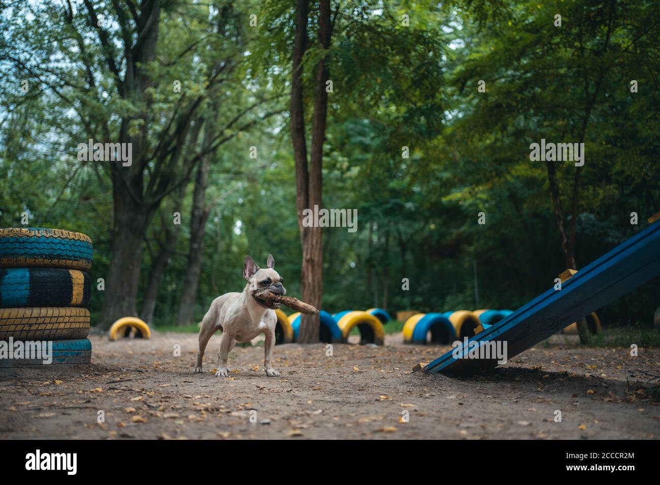 young playful french bulldog dog play with wooden stick in summer park Stock Photo