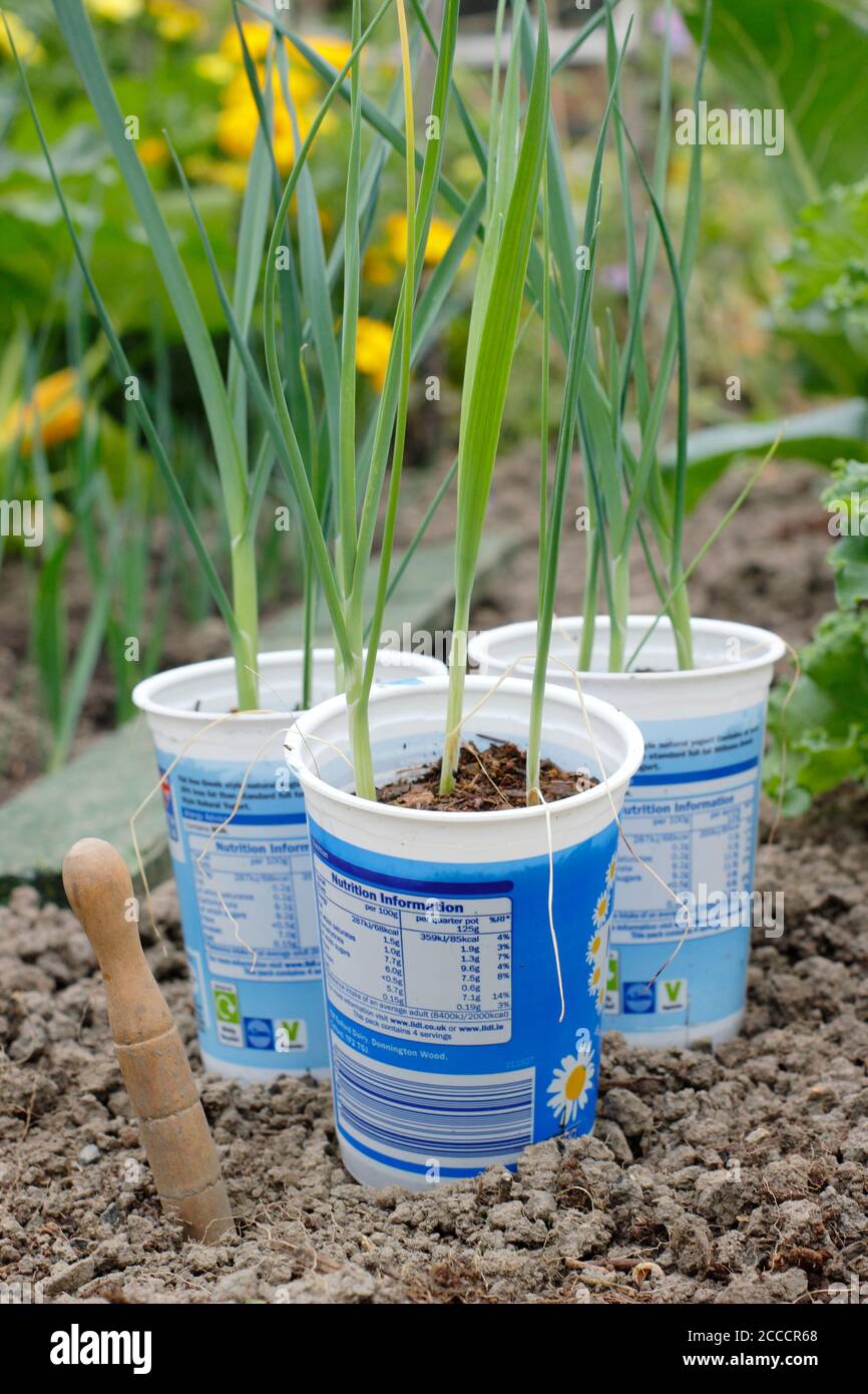 Allium porrum 'Crusader' leek plants. Young, winter hardy seedlings, ready for planting outdoors. UK Stock Photo