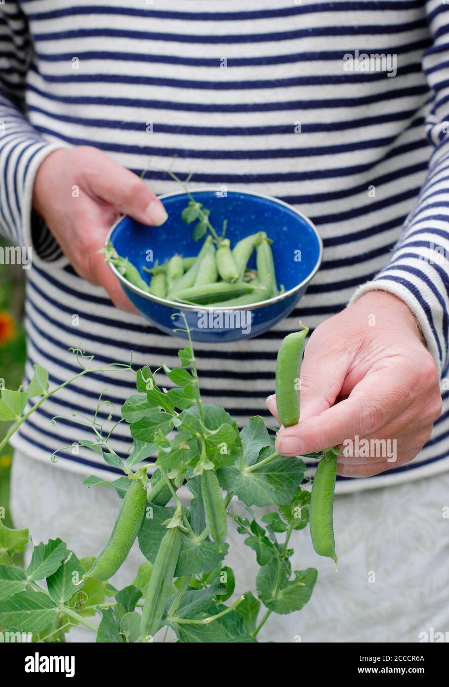 Pisum sativum 'Kelvedon Wonder'. Picking peas in a suburban garden in summer. UK Stock Photo