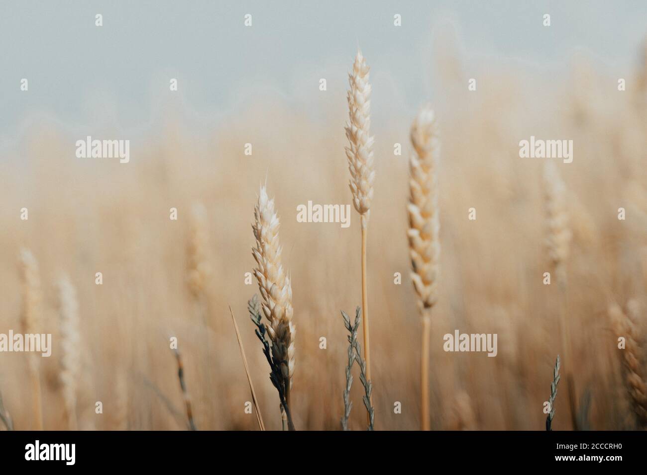 wheat field with ripe harvest against light blue sky at sunset or sunrise. Ears of golden wheat rye close crop. agriculture landscape wallpaper Stock Photo - Alamy wheat field with ripe harvest against light blue sky at sunset or sunrise. Ears of golden wheat rye close crop. agriculture landscape wallpaper Stock Photo - Alamy
