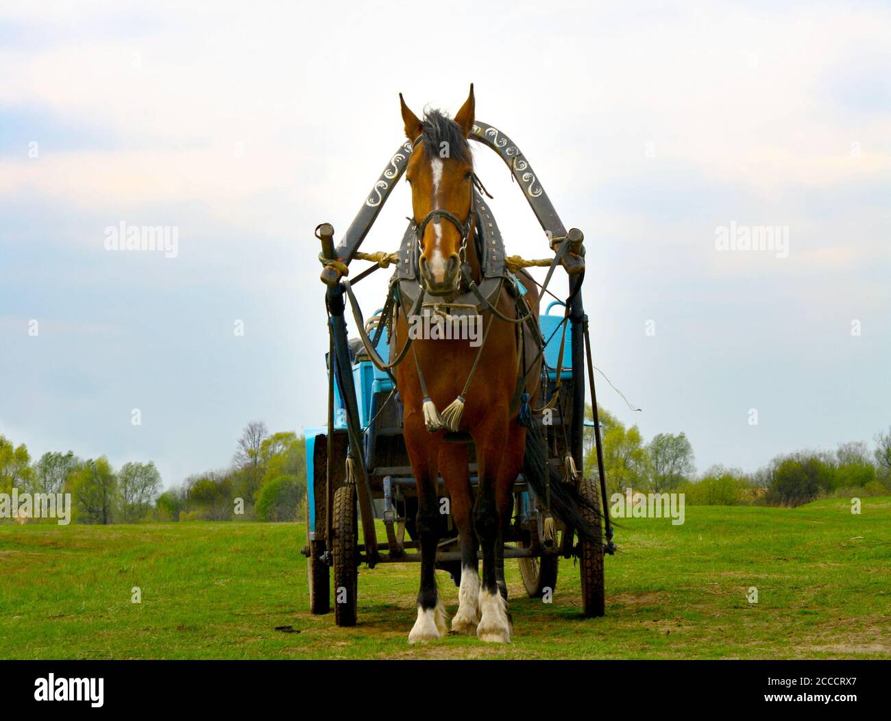 Horse with a cart, front view Stock Photo - Alamy