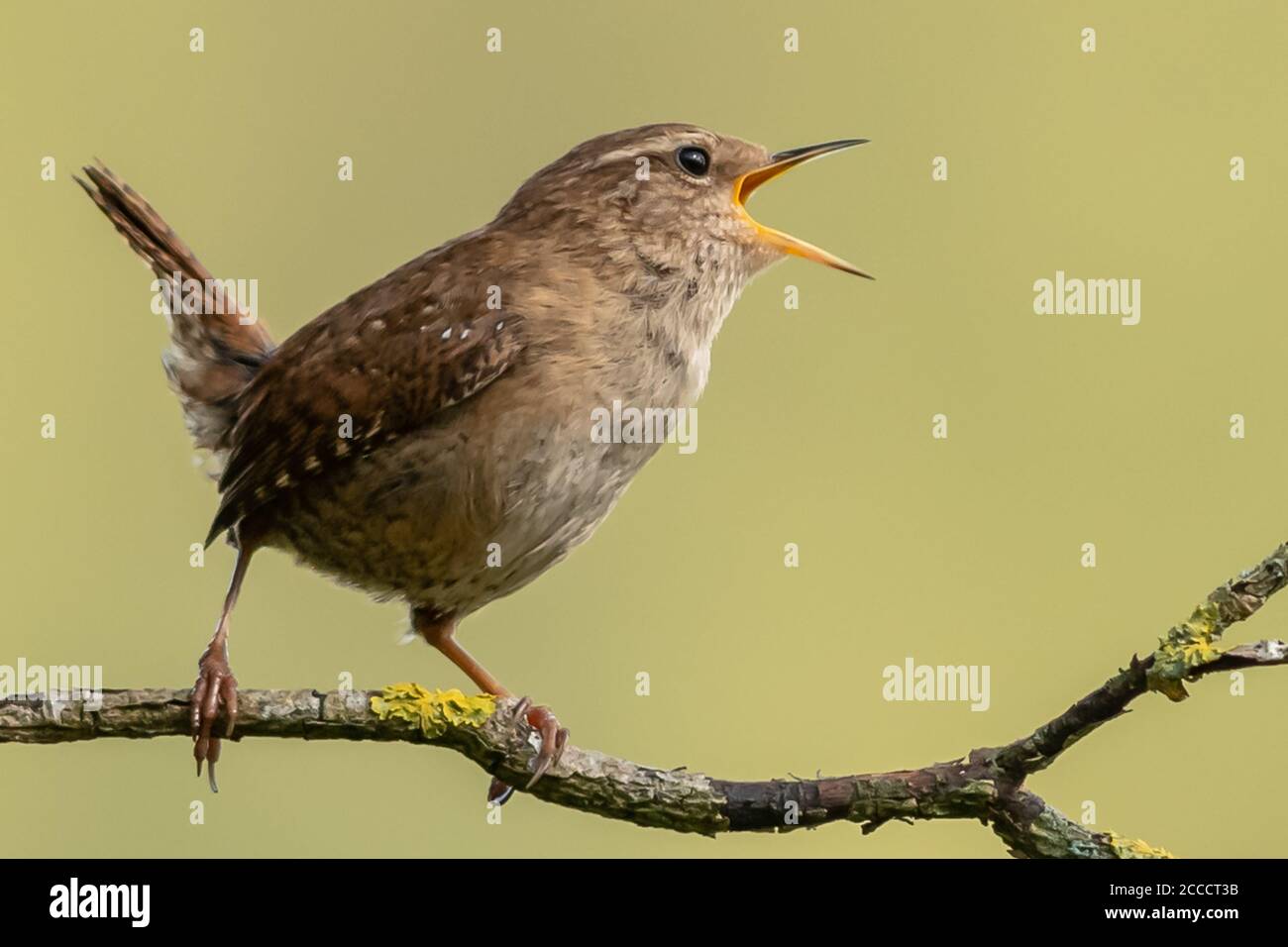 Wren Stock Photo