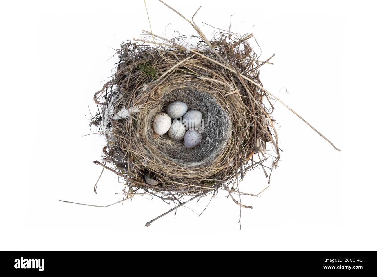 Wagtail eggs in a nest isolated on a white background Stock Photo