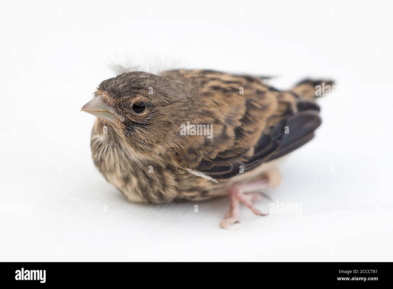 Song thrush nestling, little bird on white background, shallow of depth