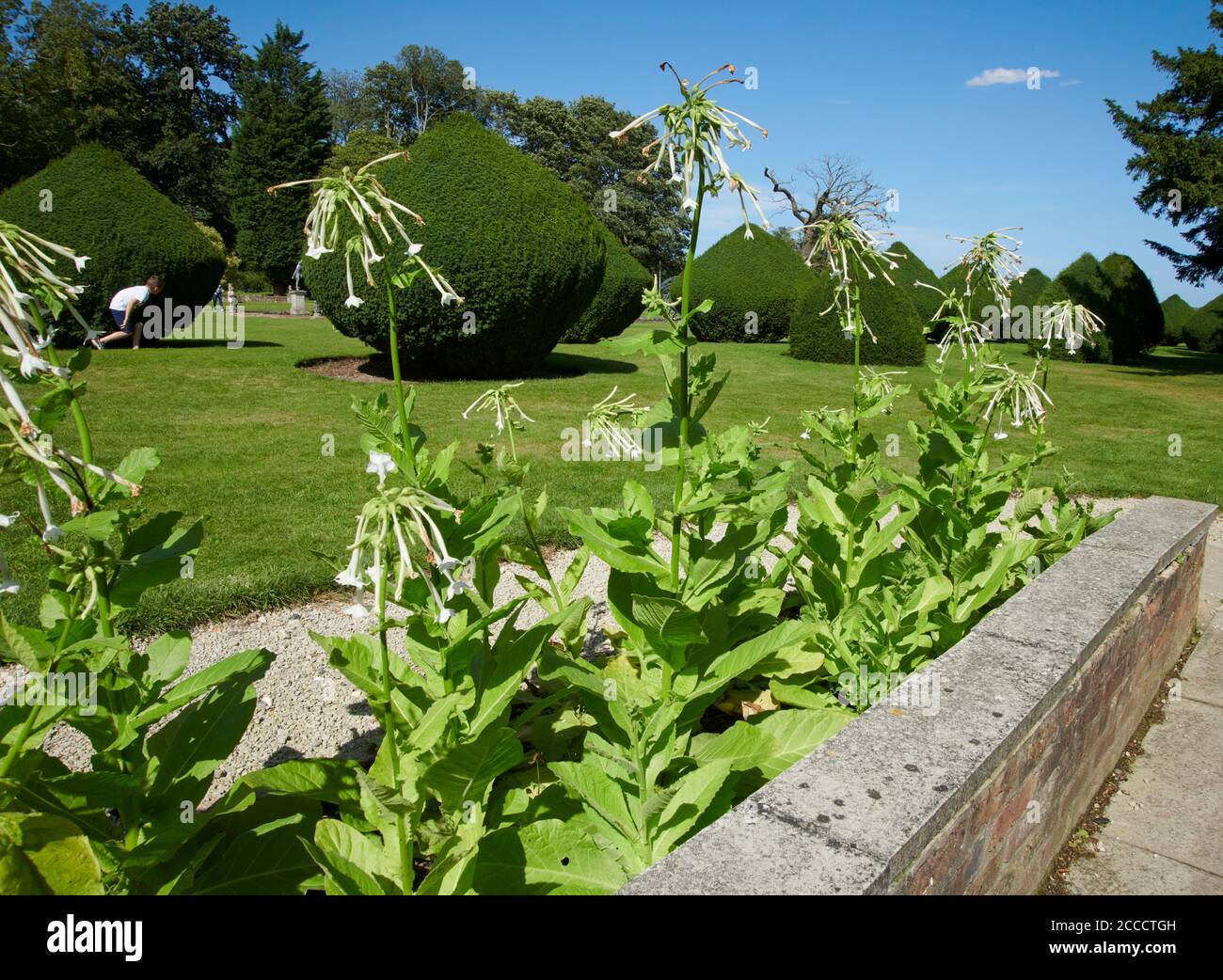 growing tobacco in the uk Cultivated tobacco, Virginian tobacco (Nicotiana tabacum) growing in a wall  border in full sunlight, England, UK, GB Stock Photo