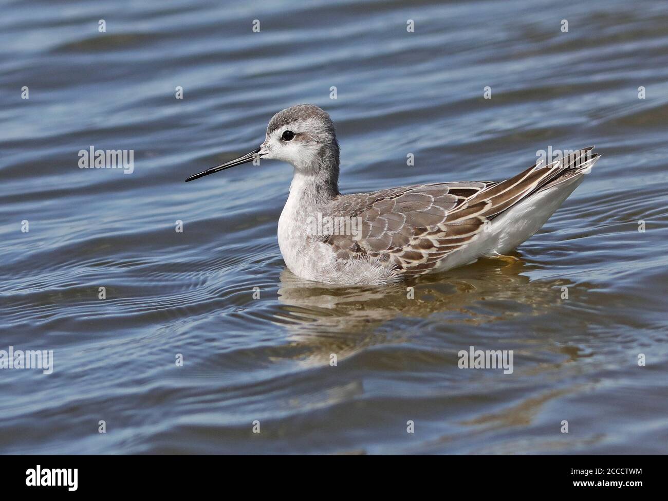 First-winter Wilson's Phalarope (Steganopus tricolor) swimming on a lake in Canada. Stock Photo
