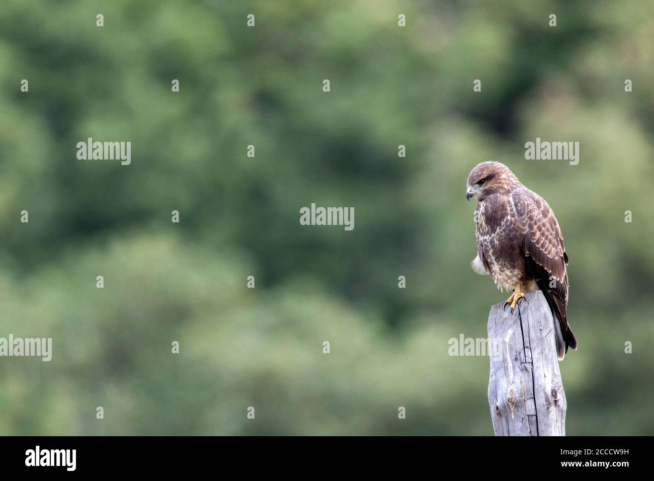 Common Buzzard, Buteo buteo) perched on a wooden pole in Asturias, Spain. With a green forest as a background. Stock Photo