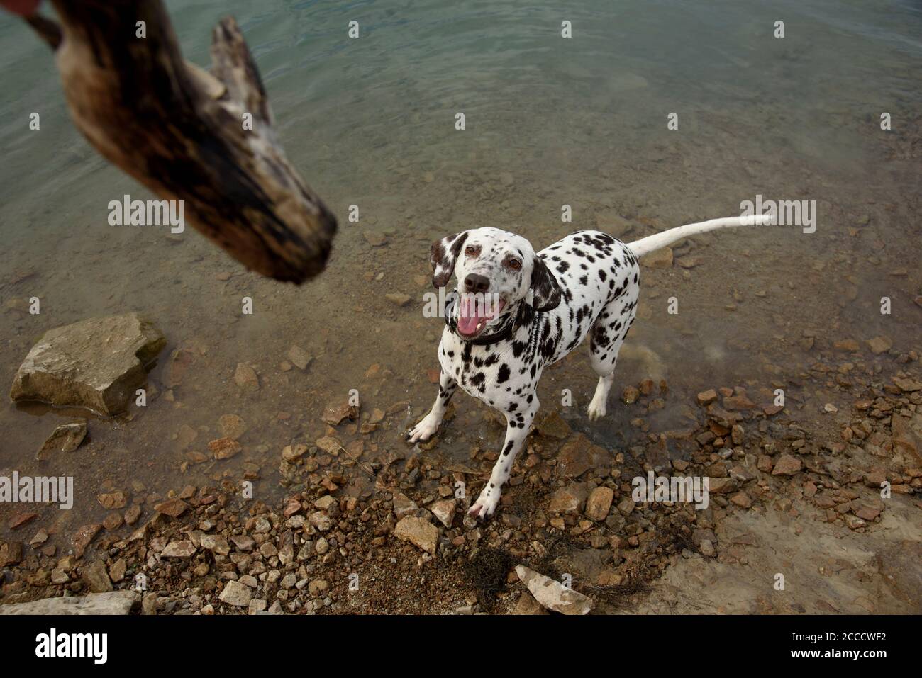Dog plays with stick on lakeside. Stock Photo