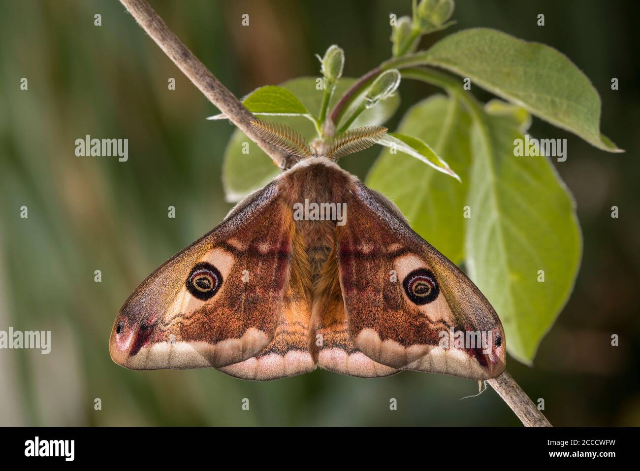 Kleines Nachtpfauenauge - Maennchen, Saturnia pavonia, small emperor moth - male Stock Photo