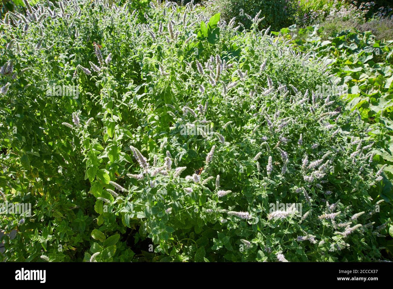 Horse Mint (Mentha longifolia) wild spearmint, biblical mint, wild mint