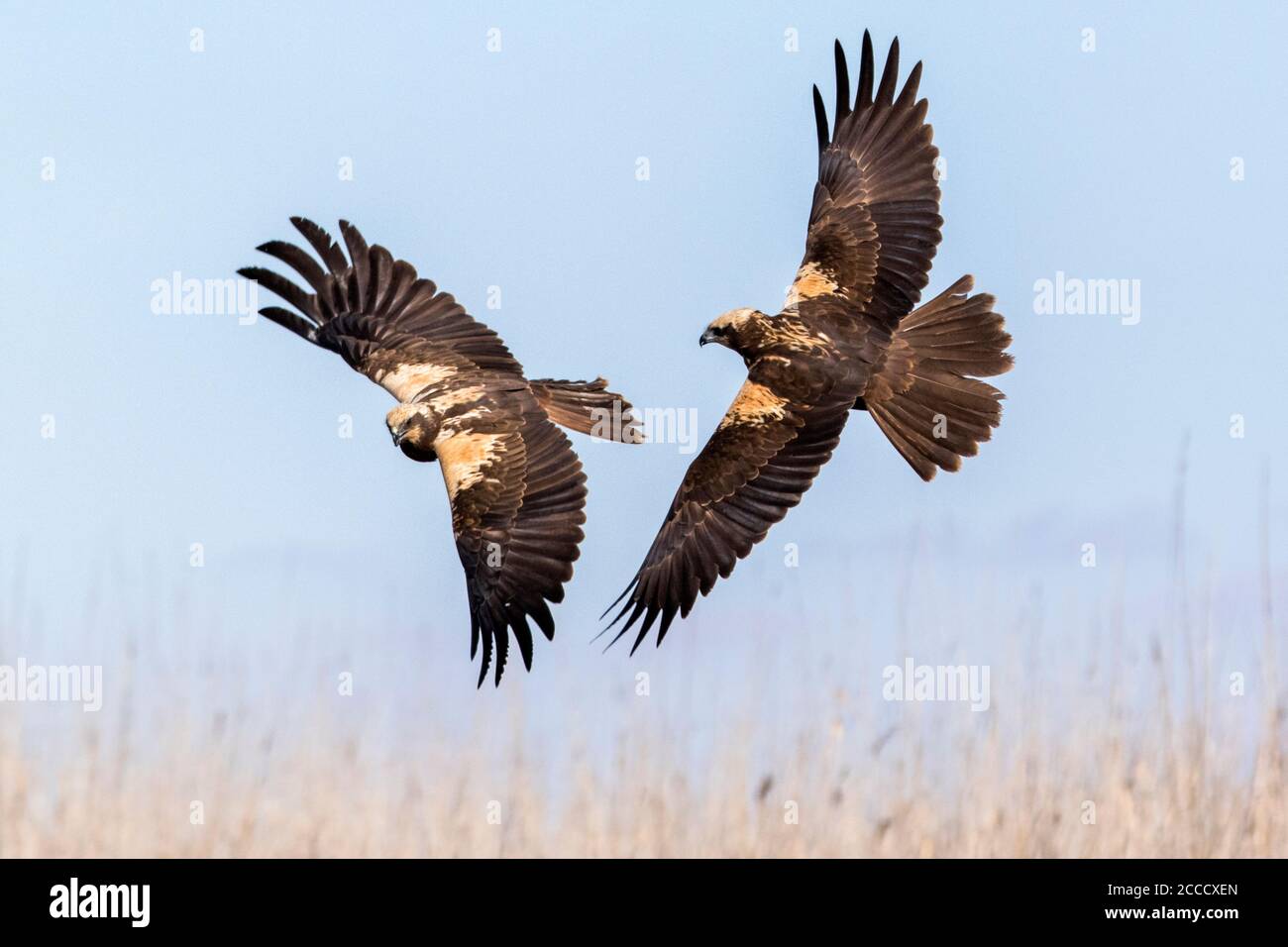 Two Western Marsh Harriers (Circus aeruginosus) fighting in midair near Toledo in Spain. Stock Photo