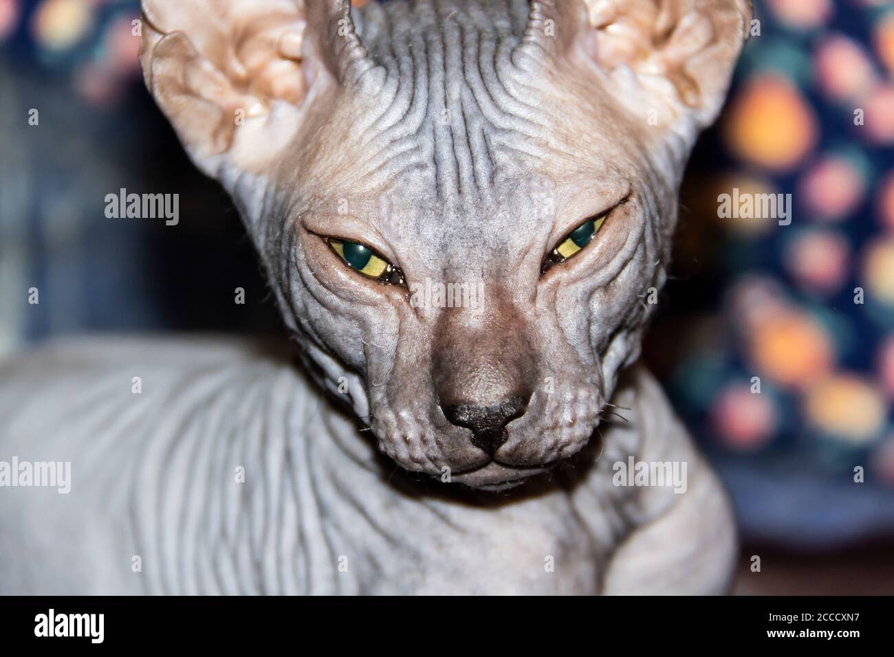 Gray sphynx hairless kitten closeup. Gray sphynx hairless kitten