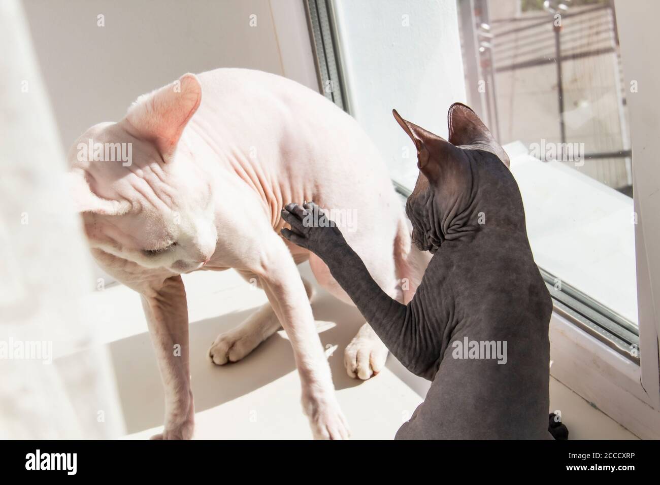 Page 3 Sphynx Cats High Resolution Stock Photography And Images Alamy