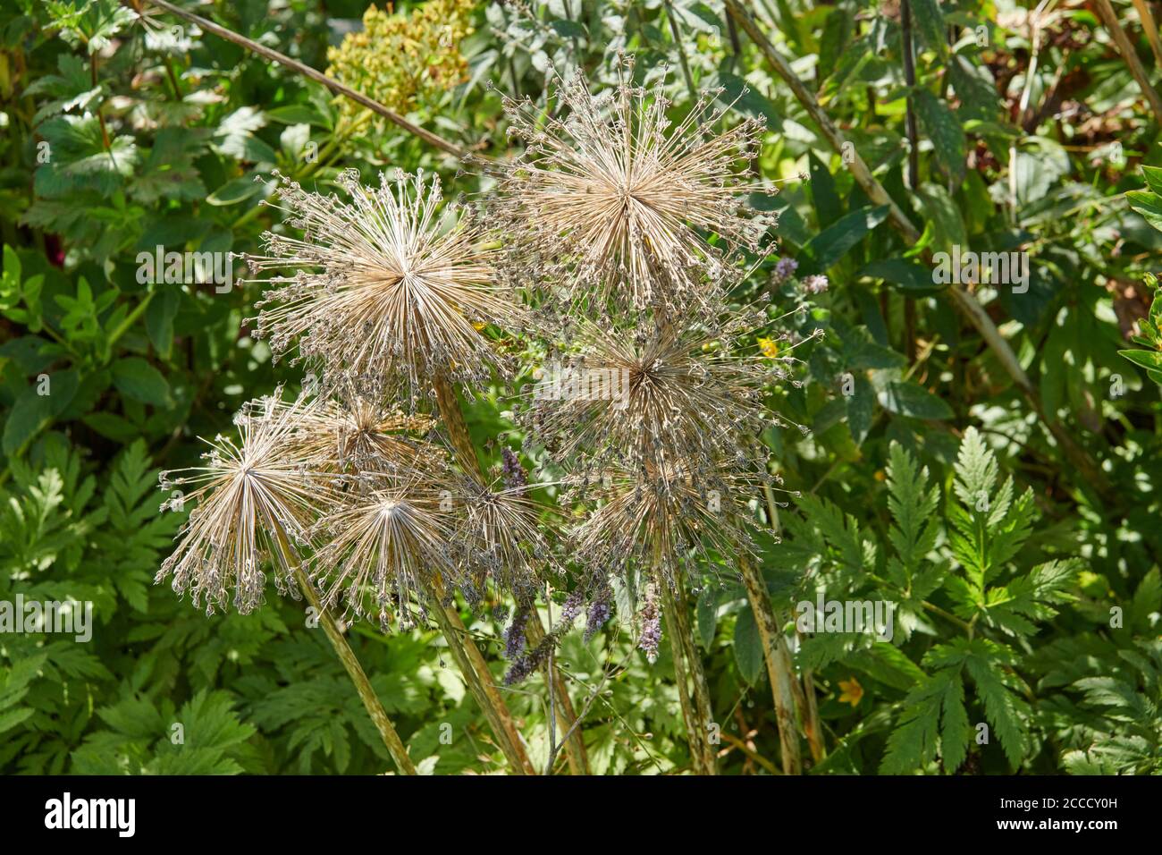 Dried Allium Heads, Ornamental Onion Stock Photo Alamy