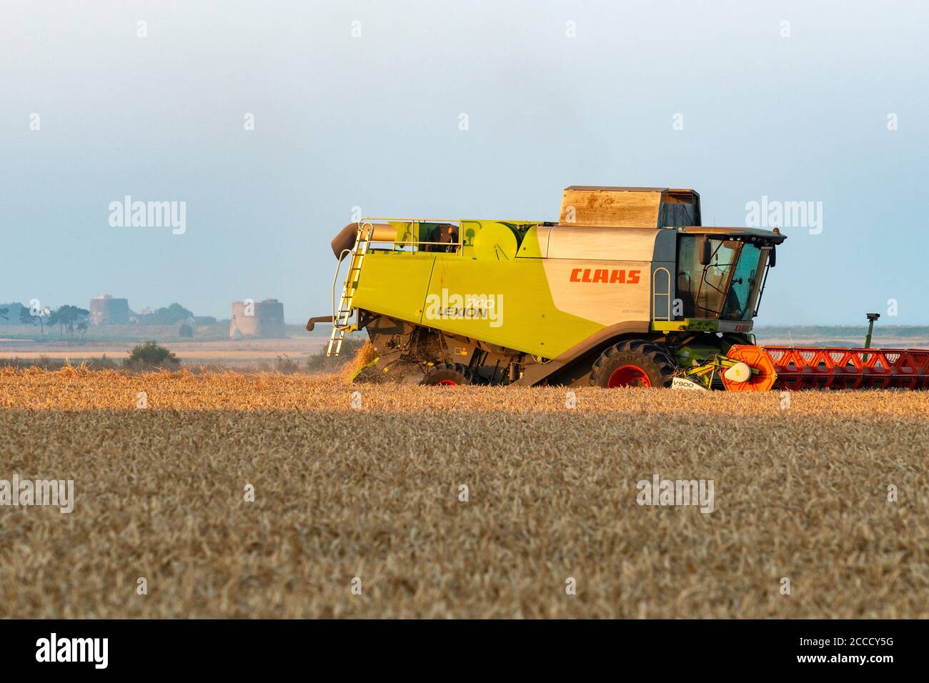 Wheat harvest Bawdsey Suffolk England Stock Photo