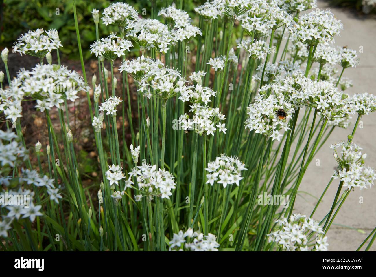 White (Alba) Chinese chives (Allium tuberosum) growing in a garden border with honey bees (Apis spp)  on the flowers. Stock Photo