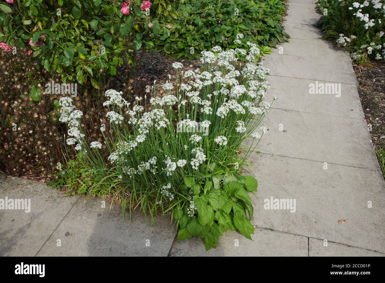 White (Alba) Chinese chives (Allium tuberosum) growing in a garden border with honey bees (Apis spp)  on the flowers. Stock Photo